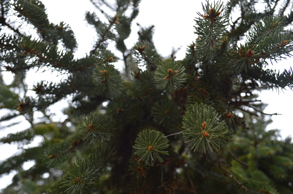 one word 2015 :&nbsp;untethered.